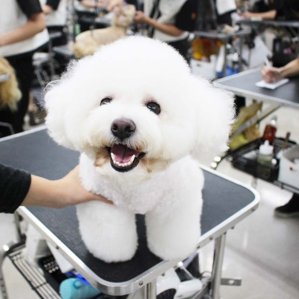 いつもかわいいお客様わんこ♪
